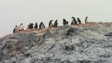 Les plumes de pingouin révèlent une contamination par le mercure dans l'océan sud éloigné