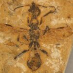 Les plus anciens fossiles de fourmis jamais trouvés montrent comment les fourmis ont pris en charge le monde