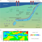 Les scientifiques découvrent que les carbonates de surface peuvent transporter des isotopes de bore lourds dans le manteau profond