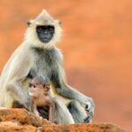 Les singes utilisent des techniques astucieuses pour obtenir de la malbouffe des touristes