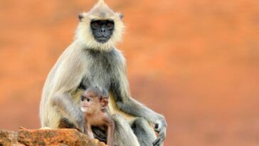 Les singes utilisent des techniques astucieuses pour obtenir de la malbouffe des touristes