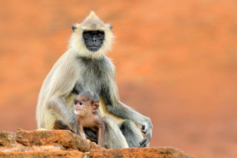 Les singes utilisent des techniques astucieuses pour obtenir de la malbouffe des touristes