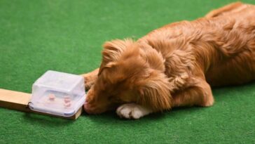 Les tests d'intelligence de chiots peuvent prédire comment les chiens se révèlent en tant qu'adultes