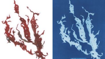 Les vêtements lavés imitent les algues dans de superbes cyanotypes