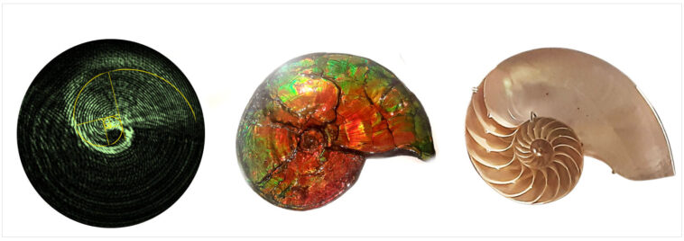 Lumière qui spirale comme une coquille de nautilus Lumière qui spirale comme une coquille de nautilus