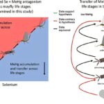 Mayflies conserve plus de mercure à l'âge adulte lorsque le sélénium est ajouté à l'eau très contaminée
