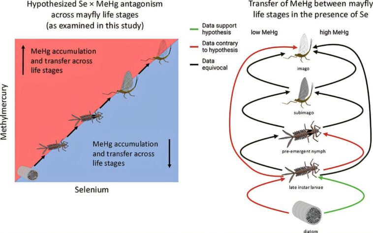 Mayflies conserve plus de mercure à l'âge adulte lorsque le sélénium est ajouté à l'eau très contaminée