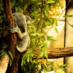 Permettre aux forêts de repousser et de se régénérer est un excellent moyen de restaurer l'habitat