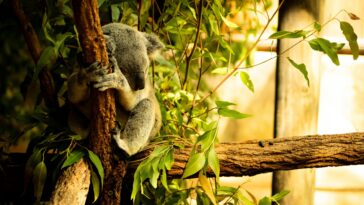 Permettre aux forêts de repousser et de se régénérer est un excellent moyen de restaurer l'habitat