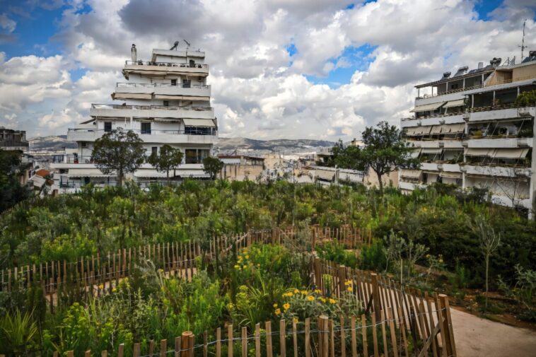 Plantation d'arbres provisoires «décennies en retard» chez Athènes étouffants Plantation d'arbres provisoires «décennies en retard» chez Athènes étouffants