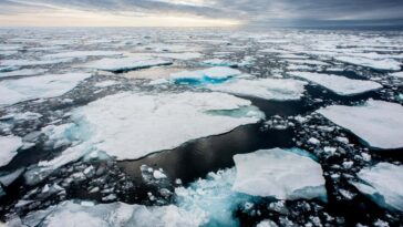 Pourquoi disparaître de la glace de mer aux poteaux est une crise pour toute la planète