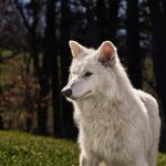 A company called Colossal Biosciences says it has revived an extinct species ? the dire wolf. ?On October 1, 2024, for the first time in human history, Colossal successfully restored a once-eradicated species through the science of de-extinction