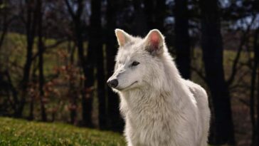 A company called Colossal Biosciences says it has revived an extinct species ? the dire wolf. ?On October 1, 2024, for the first time in human history, Colossal successfully restored a once-eradicated species through the science of de-extinction