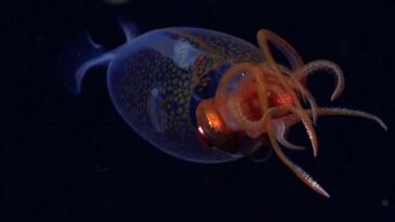 This is the first confirmed live observation of the colossal squid, Mesonychoteuthis hamiltoni, in its natural habitat. The team on Schmidt Ocean Institute