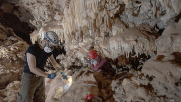 Deux chercheurs portant des casques utilisent des outils pour prélever des échantillons à l'intérieur d'une grotte. L'intérieur est rempli de formations rocheuses comme des stalactites suspendues au plafond de la grotte.
