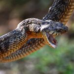 Un médicament pour intoxication des métaux lourds peut servir de traitement à la morsure de serpent