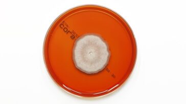 Un nouveau médicament antifongique fonctionne de manière surprenante