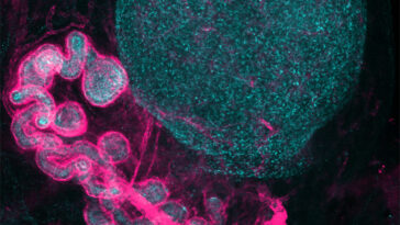 Cette image montre un ovaire rond en bleu vers une structure tubelike de couleur magenta en dessous.