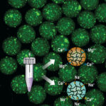Une façon plus simple de faire des microgels pour la libération de médicament programmable Une façon plus simple de faire des microgels pour la libération de médicament programmable