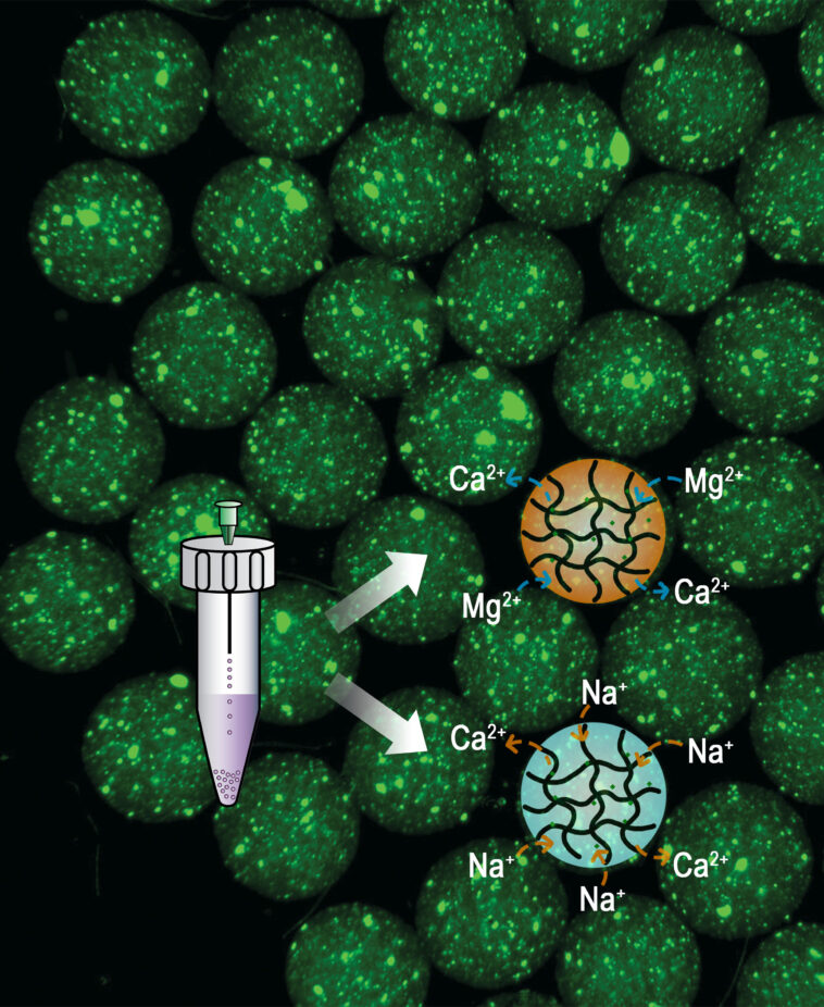 Une façon plus simple de faire des microgels pour la libération de médicament programmable Une façon plus simple de faire des microgels pour la libération de médicament programmable