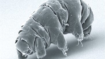 Vous voulez savoir comment survivre dans l'espace? Demandez à un tardigrade