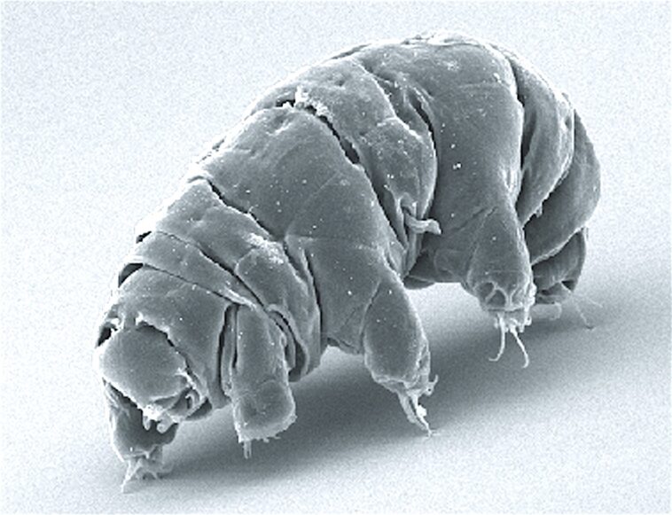 Vous voulez savoir comment survivre dans l'espace? Demandez à un tardigrade