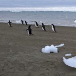 Penguin Poop donne un coup de pouce à la formation de nuages ​​en antarctique