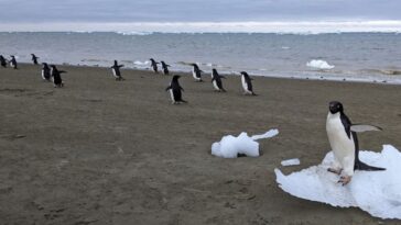 Penguin Poop donne un coup de pouce à la formation de nuages ​​en antarctique