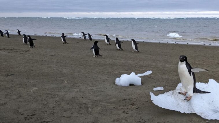 Penguin Poop donne un coup de pouce à la formation de nuages ​​en antarctique