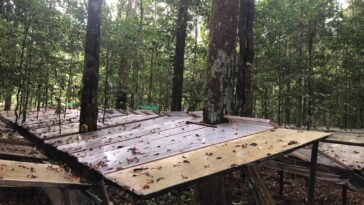 Amazon pourrait survivre à la sécheresse à long terme, mais à un coût élevé, suggère l'étude