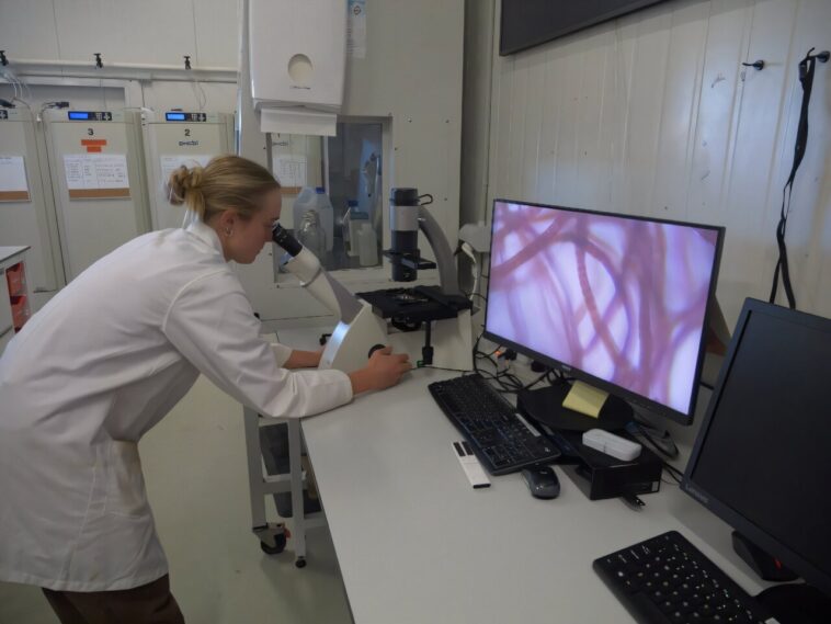 Australian Seaheed Farm aborde les rots pour aider le climat