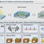 Avancer vers des matériaux à base de cellulose pour des emballages alimentaires efficaces et durables