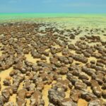 Avant de modifier l'air, les microbes oxygénés de grandes étendues de la mer