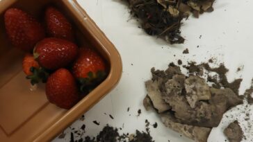 Baies juste le début du plastique biodégradable