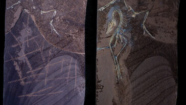 Deux images côte à côte du fossile archéopteryx, avec le fossile non préparé à gauche et le fossile après la préparation à droite.