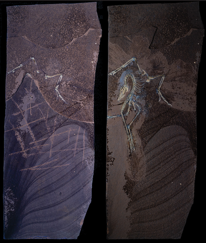 Deux images côte à côte du fossile archéopteryx, avec le fossile non préparé à gauche et le fossile après la préparation à droite.