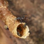 Cet assassin brandissant des outils transforme les défenses de ses proies en un piège