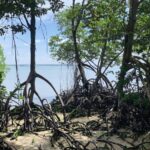 Comment El Niño et La Niña Swings Climate menacent les mangroves du monde entier