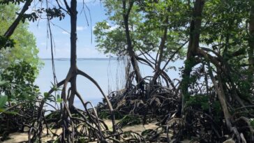Comment El Niño et La Niña Swings Climate menacent les mangroves du monde entier