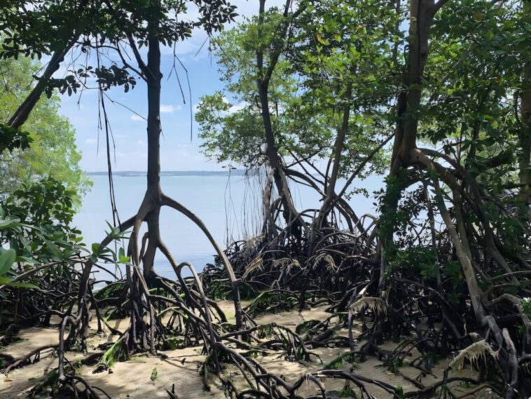 Comment El Niño et La Niña Swings Climate menacent les mangroves du monde entier