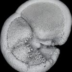 Comment la «révolution marine» a façonné la vie océanique