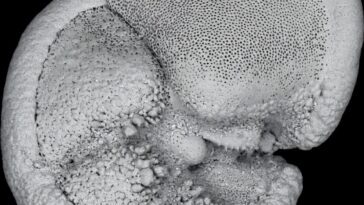 Comment la «révolution marine» a façonné la vie océanique