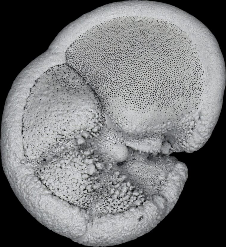 Comment la «révolution marine» a façonné la vie océanique Comment la «révolution marine» a façonné la vie océanique