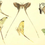 Six espèces différentes de papillons de lune sont illustrées sur un fond de couleur crème. Trois sont de profil et trois vus en haut, mais tous ont des banderoles dramatiques de longueurs variables qui pendaient leurs ailes postérieures.