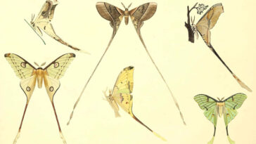 Six espèces différentes de papillons de lune sont illustrées sur un fond de couleur crème. Trois sont de profil et trois vus en haut, mais tous ont des banderoles dramatiques de longueurs variables qui pendaient leurs ailes postérieures.