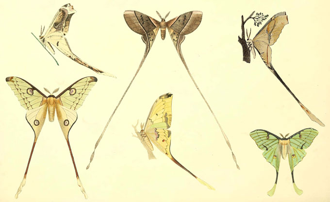 Six espèces différentes de papillons de lune sont illustrées sur un fond de couleur crème. Trois sont de profil et trois vus en haut, mais tous ont des banderoles dramatiques de longueurs variables qui pendaient leurs ailes postérieures.