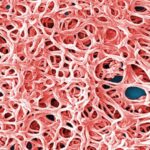 Comment lutter contre Lyme peut résider dans la biologie de ses bactéries pathogènes Comment lutter contre Lyme peut résider dans la biologie de ses bactéries pathogènes