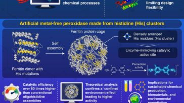 Concevoir des enzymes artificielles efficaces avec des cages de protéines auto-assemblées