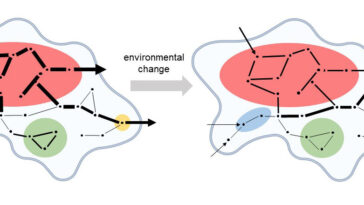 Couplage cinétique: structure et dynamique des réseaux biochimiques liés à un nouveau concept