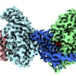 Cryo-em Geleses the Funk: les scientifiques visualisent une protéine piquante